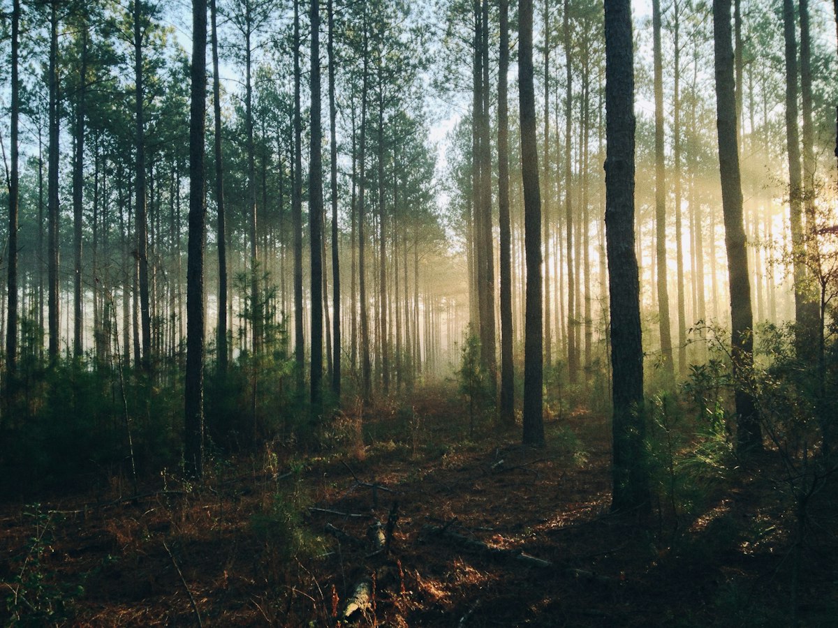 Bosque de pinos con neblina al amanecer