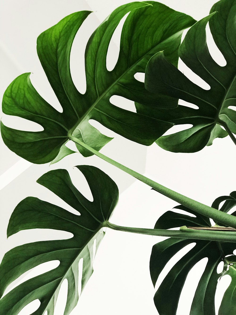 Hoja verde de gran tamaño en primer plano